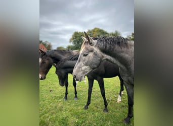 Hanoverian, Stallion, 3 years, 17 hh, Grey-Dapple