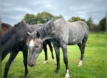 Hanoverian, Stallion, 3 years, 17 hh, Grey-Dapple