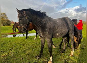 Hanoverian, Stallion, 3 years, 17 hh, Grey-Dapple