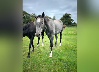 Hanoverian, Stallion, 3 years, 17 hh, Grey-Dapple