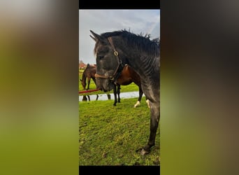 Hanoverian, Stallion, 3 years, 17 hh, Grey-Dapple