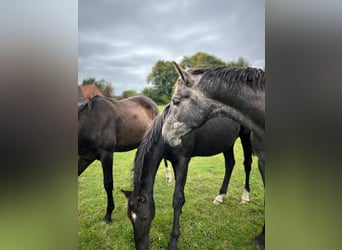 Hanoverian, Stallion, 3 years, 17 hh, Grey