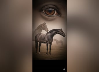 Hanoverian, Stallion, 3 years, 17 hh, Grey