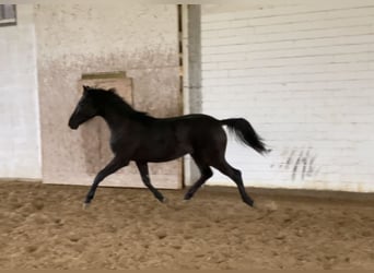 Hanoverian, Stallion, 3 years, Black