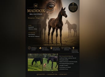 Hanoverian, Stallion, 3 years