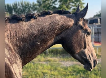 Hanoverian, Stallion, 3 years, Grey
