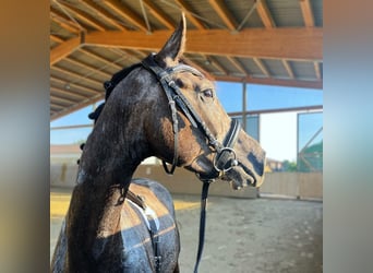 Hanoverian, Stallion, 3 years, Grey