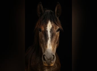 Hanoverian, Stallion, 3 years, Grey