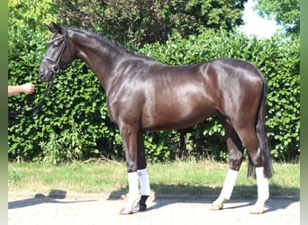 Hanoverian, Stallion, 4 years, 16.1 hh, Black