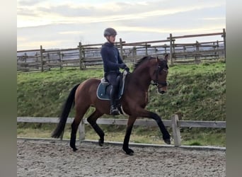 Hanoverian, Stallion, 4 years, 16,1 hh, Brown