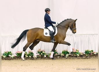 Hanoverian, Stallion, 4 years, 16.1 hh, Brown