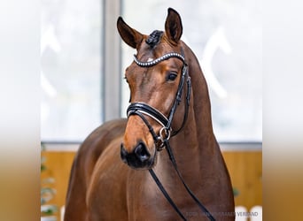 Hanoverian, Stallion, 4 years, 16.1 hh, Brown