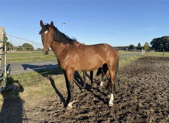 Hanoverian, Stallion, 4 years, 16.1 hh, Brown-Light