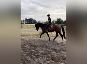 Hanoverian, Stallion, 4 years, 16.1 hh, Brown-Light