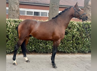 Hanoverian, Stallion, 4 years, 16.1 hh, Brown