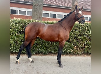 Hanoverian, Stallion, 4 years, 16.1 hh, Brown