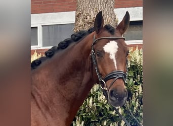 Hanoverian, Stallion, 4 years, 16.1 hh, Brown