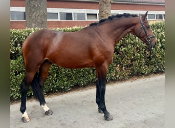 Hanoverian, Stallion, 4 years, 16.1 hh, Brown
