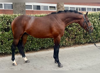 Hanoverian, Stallion, 4 years, 16.1 hh, Brown