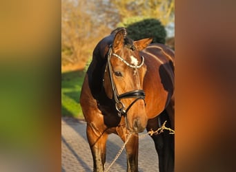 Hanoverian, Stallion, 4 years, 16,2 hh, Bay-Dark