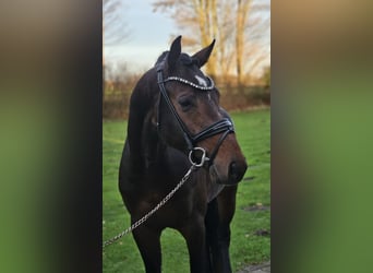 Hanoverian, Stallion, 4 years, 16,2 hh, Bay-Dark