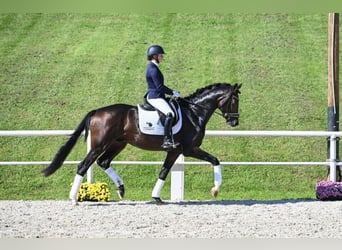 Hanoverian, Stallion, 4 years, 16.2 hh, Bay-Dark