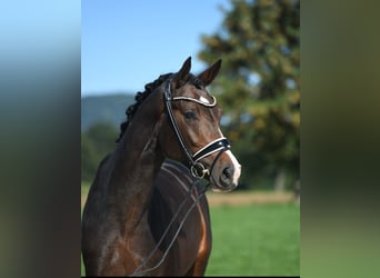 Hanoverian, Stallion, 4 years, 16.2 hh, Bay-Dark