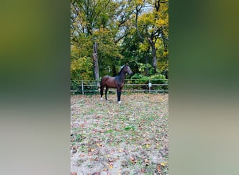 Hannoveraner, Hengst, 4 Jahre, 16,2 hh, Dunkelbrauner