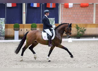 Hanoverian, Stallion, 4 years, 16.2 hh, Brown