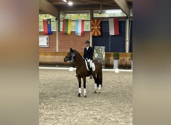 Hanoverian, Stallion, 4 years, 16.2 hh, Brown