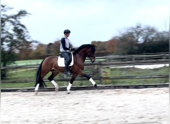 Hanoverian, Stallion, 4 years, 16.2 hh, Brown
