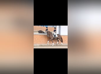 Hanoverian, Stallion, 4 years, 16.2 hh, Chestnut