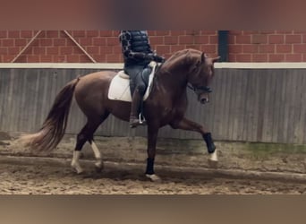 Hanoverian, Stallion, 4 years, 16.2 hh, Chestnut-Red