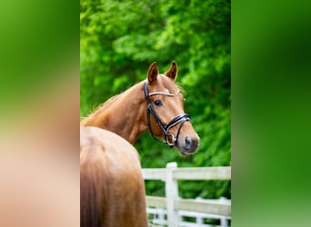Hanoverian, Stallion, 4 years, 16.2 hh, Chestnut-Red