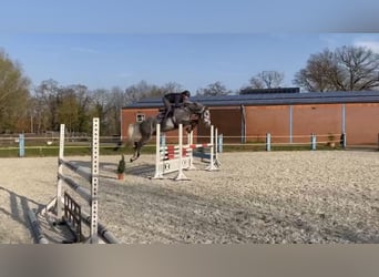 Hanoverian, Stallion, 4 years, 16.2 hh, Gray
