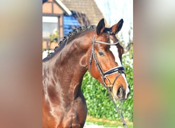 Hanoverian, Stallion, 4 years, 16.3 hh, Brown