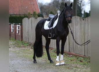 Hanoverian, Stallion, 4 years, 16 hh, Bay-Dark