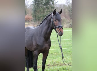 Hanoverian, Stallion, 4 years, 16 hh, Bay-Dark