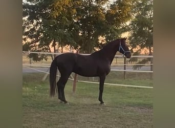 Hanoverian, Stallion, 4 years, 16 hh, Black
