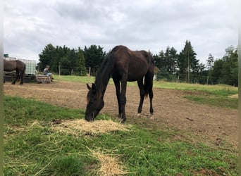 Hanoverian, Stallion, 4 years, 16 hh, Black