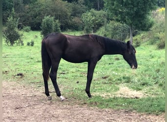 Hanoverian, Stallion, 4 years, 16 hh, Black
