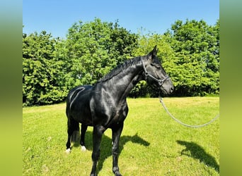 Hanoverian, Stallion, 4 years, 16 hh, Black