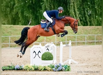 Hanoverian, Stallion, 4 years, 16 hh, Brown