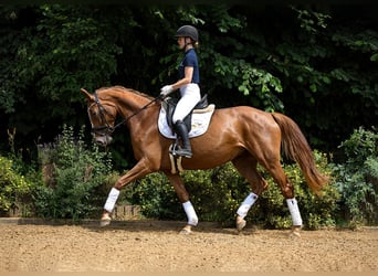 Hanoverian, Stallion, 4 years, 16 hh, Chestnut-Red