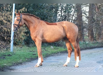 Hanoverian, Stallion, 4 years, 16 hh, Chestnut-Red