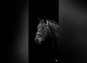 Hanoverian, Stallion, 4 years, 16 hh