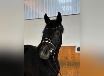 Hanoverian, Stallion, 4 years, 16 hh, Gray