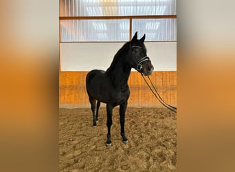 Hanoverian, Stallion, 4 years, 16 hh, Gray