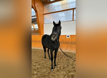 Hanoverian, Stallion, 4 years, 16 hh, Gray