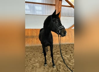 Hanoverian, Stallion, 4 years, 16 hh, Gray